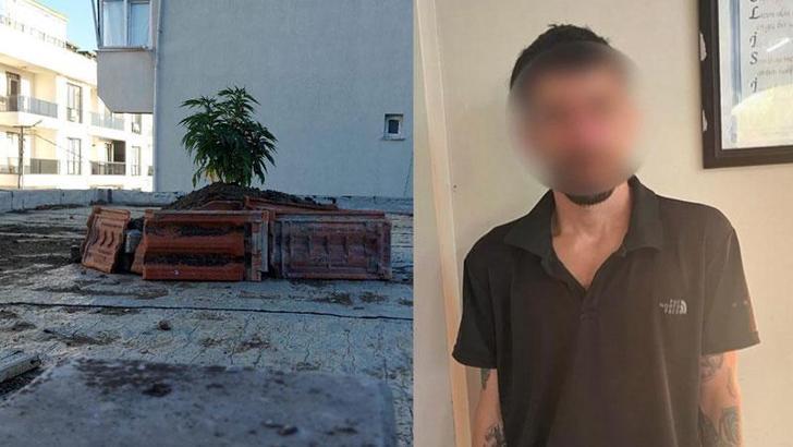 Büyükçekmece'de çatıda kenevir yetiştiren şüpheli yakalandı