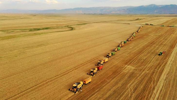 Türkiye'de kişi başına 250 kilo buğday üretiliyor