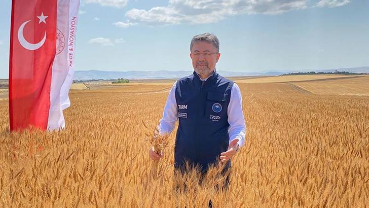 Yerli tohumlar 'Selami Bey' ve 'Ayten Hanım', çiftçiden tam not aldı