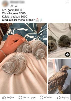 Sosyal medyada bukalemun, baykuş ve yılan satışına 230 bin TL ceza
