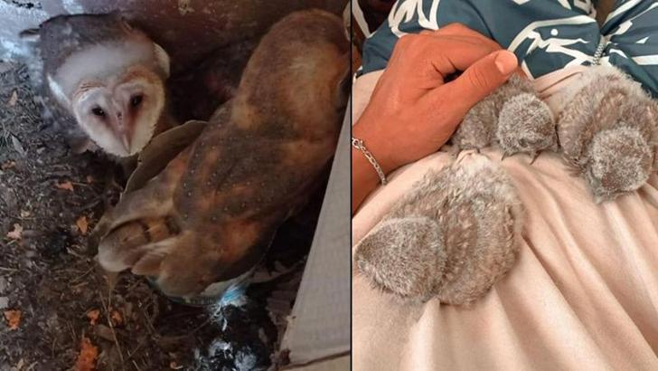 Sosyal medyada bukalemun, baykuş ve yılan satışına 230 bin TL ceza