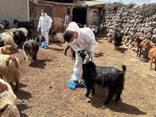 Şap hastalığı tespit edilen İdil’de sağlık taraması yapıldı
