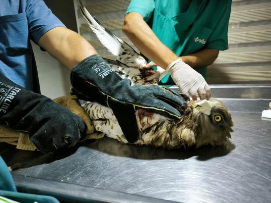 Yaralı kartal tedavi altına alındı