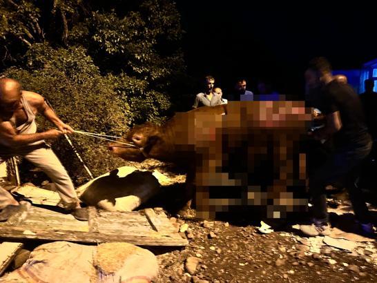 Tunceli’de ahırda yangın: 16 büyükbaş öldü, 18’i yaralandı