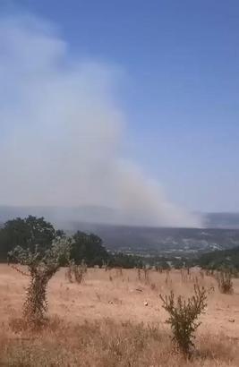 Bursa'da orman yangını