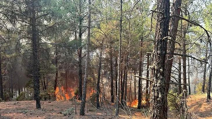 Kütahya'da orman yangını