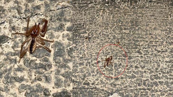 Kayseri'de 'sarıkız örümceği' tedirginliği