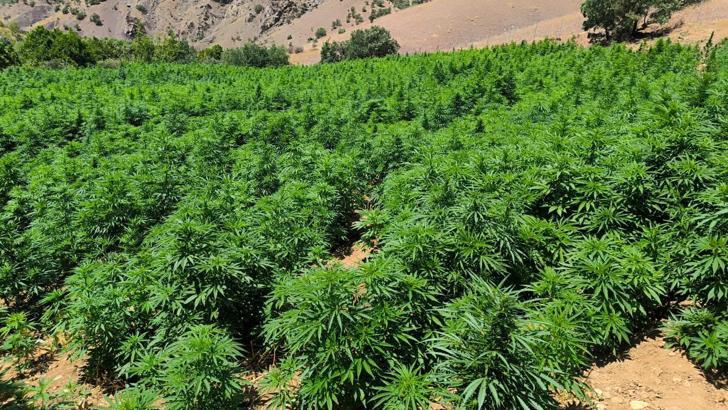 Diyarbakır'da 1 milyon 229 bin kök kenevir ile 379 kilo esrar ele geçirildi