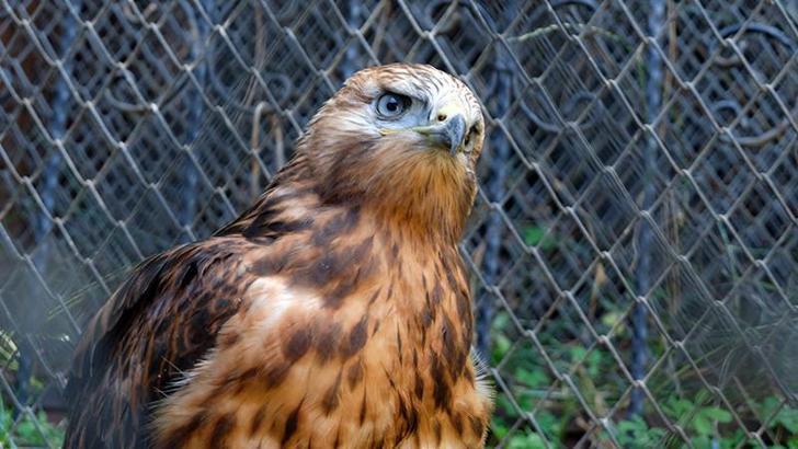 Bingöl’de yaralı halde bulunan yavru kızıl şahin, tedavisinin ardından doğaya salındı