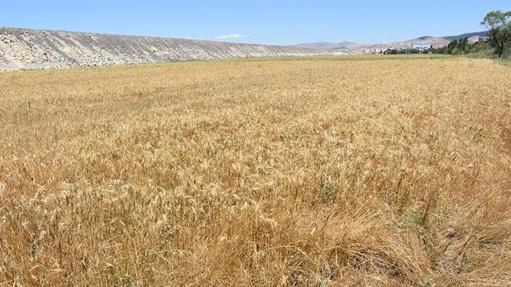 'Çiftçi kolaya kaçayım derken geleceğini yok ediyor'