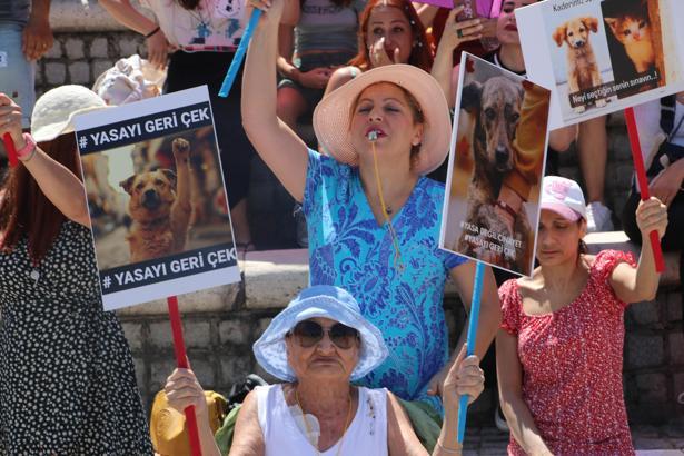 Hayvanseverlerden sahipsiz sokak hayvanları düzenlemesine tepki/ Ek fotoğraf