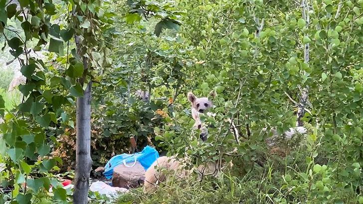 Göl kenarına pikniğe giden aile ayılarla karşılaştı; kurdukları sofrayı bırakıp kaçtılar