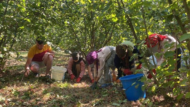 Düzce'de fındık hasadı erken başladı