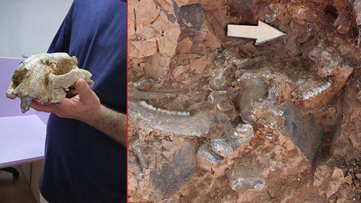 Denizli'de 9 milyon yıl öncesine ait 'kılıç dişli' kedi kafatası fosili bulundu