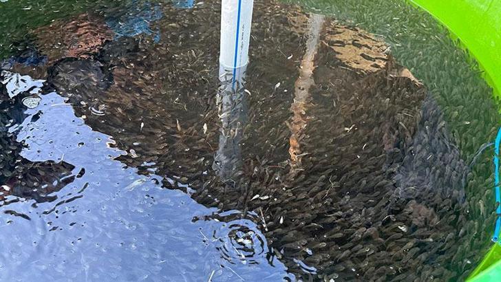 Bolu'dan, Eskişehir ve Sakarya'ya 1 milyon 105 bin 'pullu sazan' gönderildi