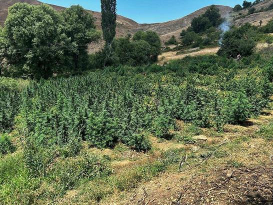 Diyarbakır'da 2 milyon 300 bin kök kenevir, 414 bin 500 kök skunk ele geçirildi