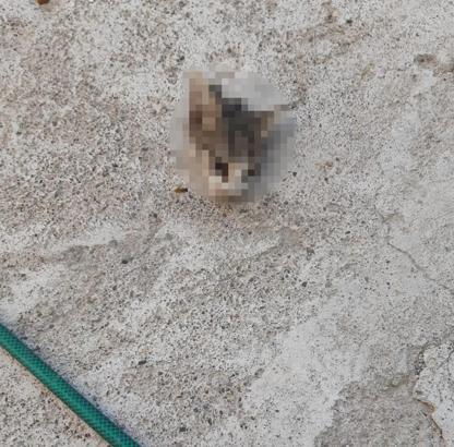 Kayseri'de kafası kesilmiş yavru kedi bulundu