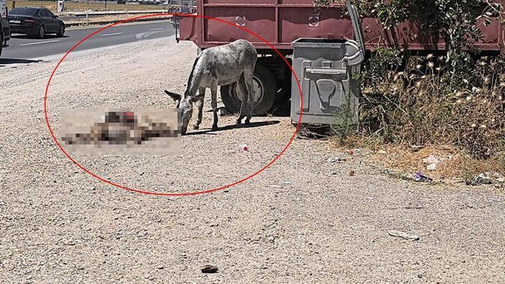 Eşek, ölen yavrusunun başından 2 gün boyunca ayrılmadı