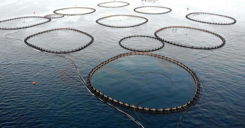 Muğla'dan balık ihracatında 6 ayda 317 milyon dolarlık gelir elde edildi