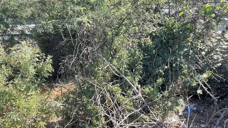 Esenyurt'ta ağaçlık alanda erkek cesedi bulundu