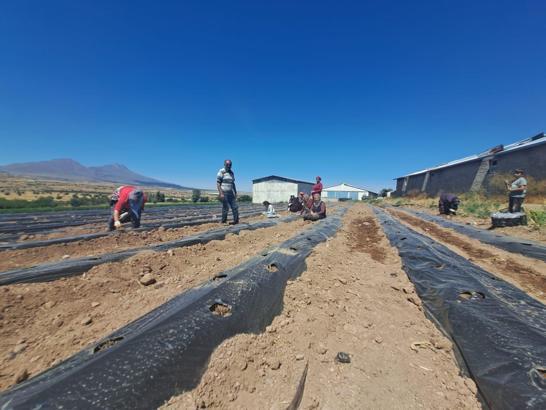 'Çiftlik ilçesine Çilek Tadında Proje' hayata geçiyor