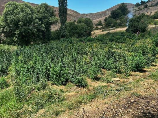 Diyarbakır'da 2 milyon 200 kök kenevir ile 269 bin kök skunk ele geçirildi