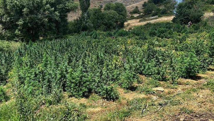 Diyarbakır'da 2 milyon 200 kök kenevir ile 269 bin kök skunk ele geçirildi