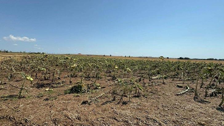 Tekirdağ'da tarım alanlarında dolu ve rüzgar zararı