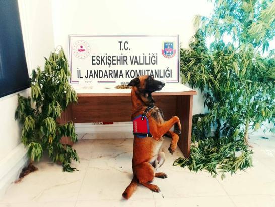 Evinde hint keneviri yetiştiren şüpheli yakalandı