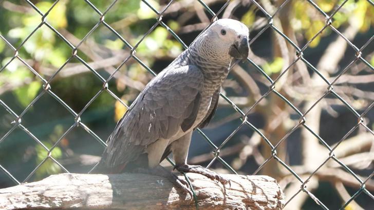 İstanbul-İstanbul Havalimanı’nda ülkeden çıkışı yasak olan 309 Jako papağan ele geçirildi