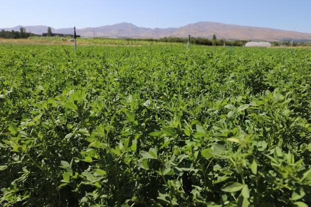 Niğde’de yeni bir yonca çeşidi geliştirildi