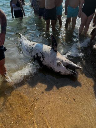Saros'ta sahile ölü yunus vurdu