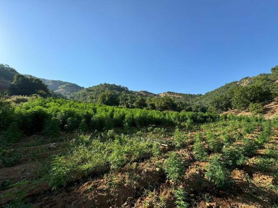 Diyarbakır'da 1 milyon 635 bin kök kenevir ile 190 bin kök skunk bitkisi ele geçirildi