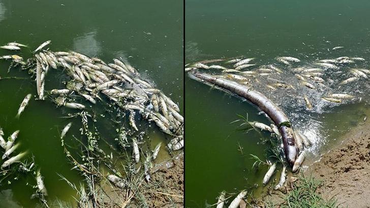 Edirne'de derede balık ölümleri