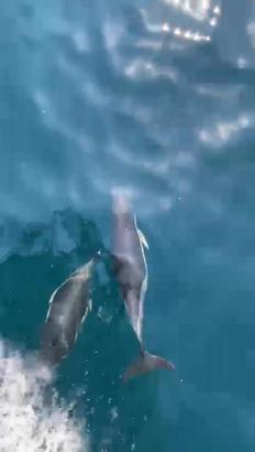 İstanbul-Beylikdüzü'nde yunuslar dalış ekibine eşlik etti