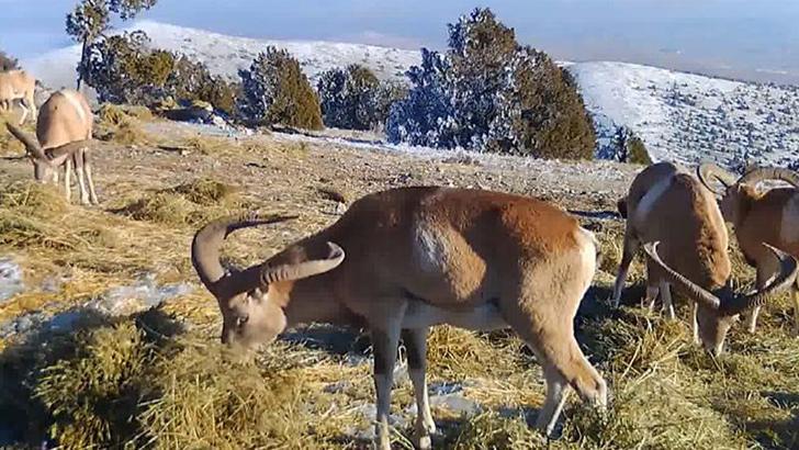 Yaban koyunları doğada beslenirken fotokapanla kaydedildi