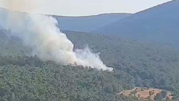 İzmir Urla'da orman yangını çıktı