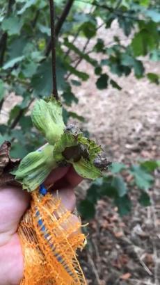 İstilacı kahverengi kokarca fındık üretimini tehdit ediyor; kışı evlerde geçiriyor