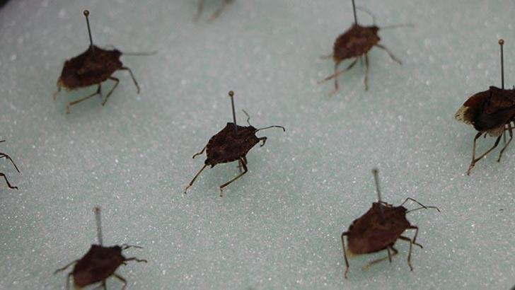 İstilacı kahverengi kokarca fındık üretimini tehdit ediyor; kışı evlerde geçiriyor