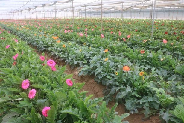 İzmir'in bitkisel, hayvansal ve su ürünleri ihracatı ilk 6 ayda arttı