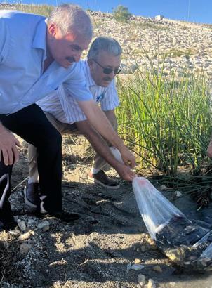 Şereflikoçhisar'da su kaynaklarına 100 bin yavru sazan bırakıldı