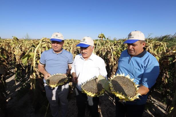 Türkiye'de çerezlik ayçiçeği üretiminde 3’üncü olan Aksaray’da hasat başladı