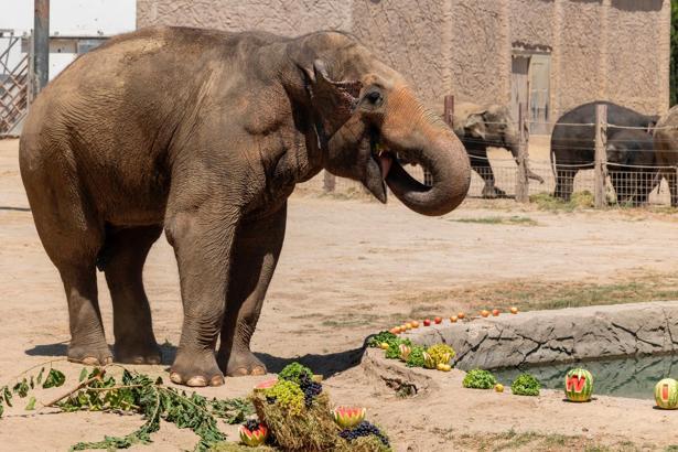 İzmir'de fil 'Winner'a 22'nci yaş günü kutlaması