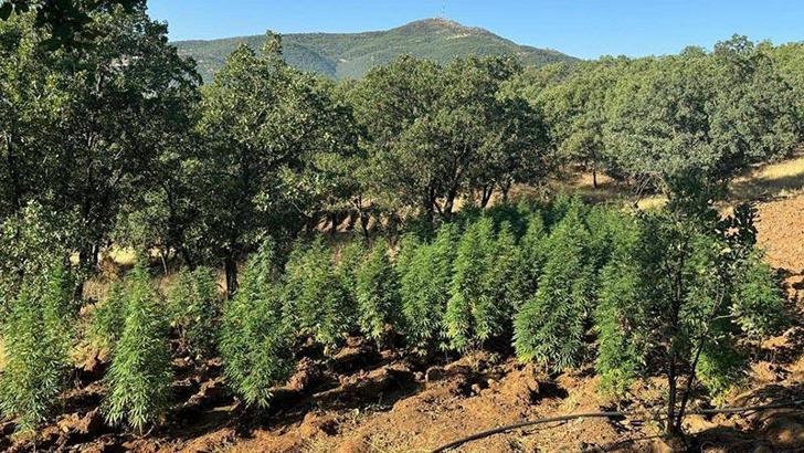 Diyarbakır'da 1 milyon 416 bin kök kenevir ile 241 bin skunk ele geçirildi; 2 gözaltı