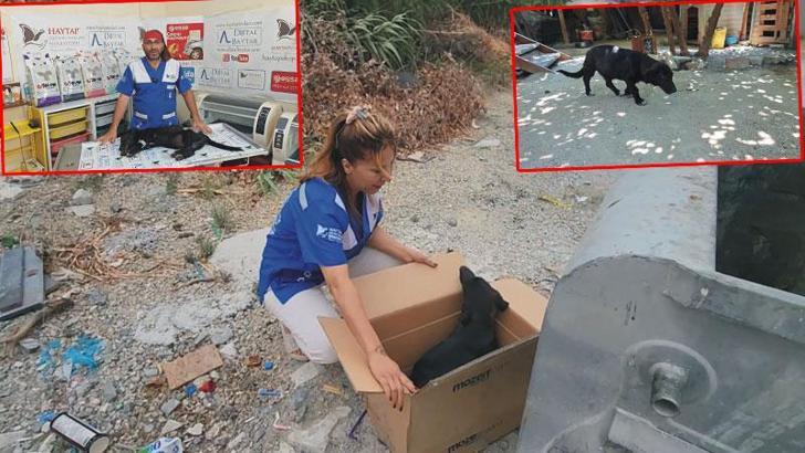 Kutuda ölüme terk edilen yaralı köpek ameliyat edildi