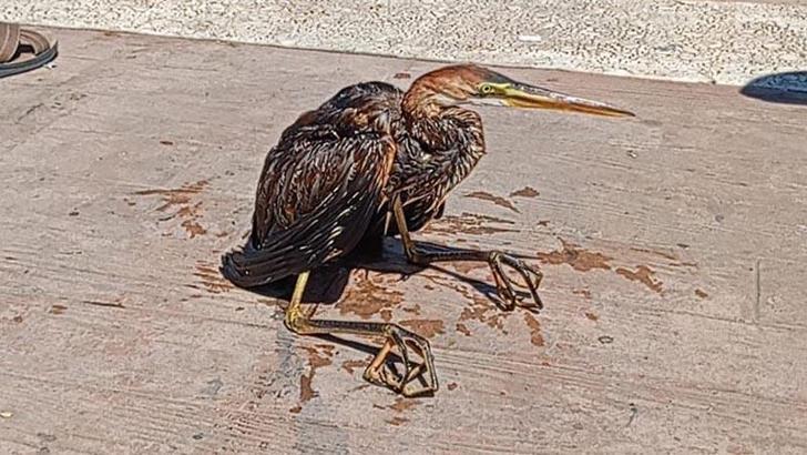 İskeledeki demirliklere takılan kuşu, polis kurtardı
