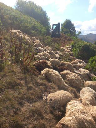Arazide 20 metreden yuvarlanan 88 koyunu öldü