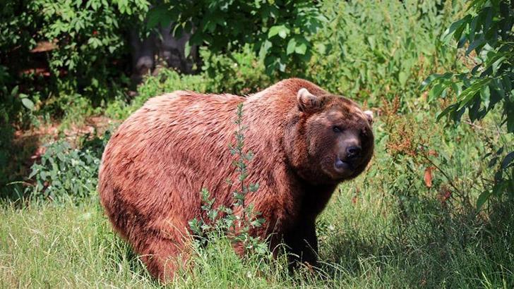 İsveç’te ayı avı başladı: 486 ayı avlanacak