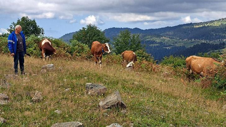 Ordu'da ahıra giren ayı, danayı götürdü