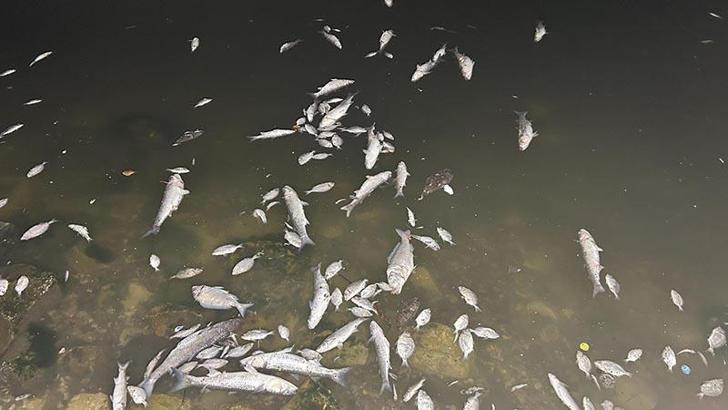 Prof. Dr. Doğan Yaşar: Son 25 yılın en kirli İzmir Körfezi